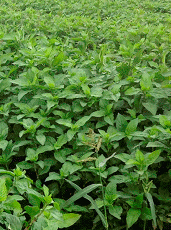 .02 農薬不使用栽培　安心安全の天然藍