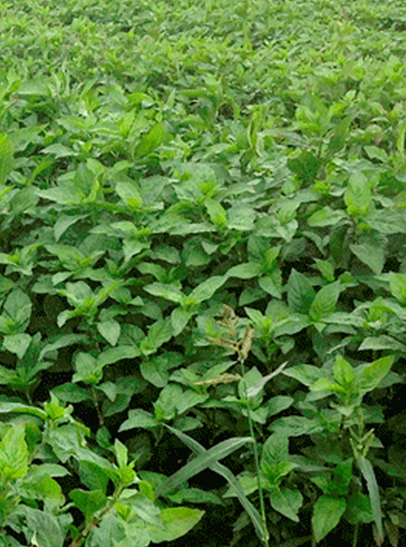 .02 農薬不使用栽培　安心安全の天然藍